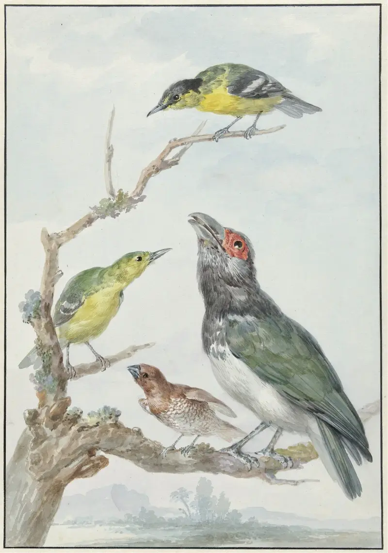 Vier verschiedene Vögel auf einem Zweig von Aert Schouman