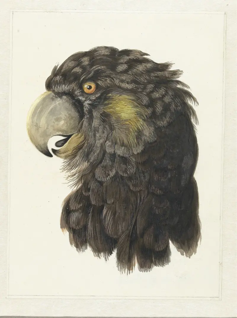 Kopf eines Kakadus, 1725 – Nr. 1 von Aert Schouman
