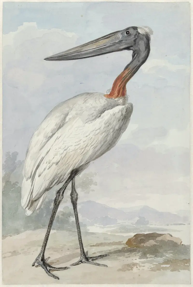 Jabiroe (Jabiroe mycteria) av Aert Schouman