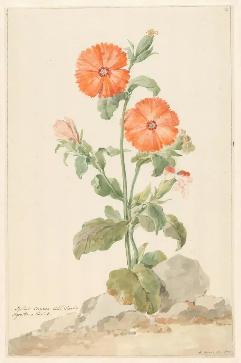 Oranje koekoeksbloem i landskap av Aert Schouman