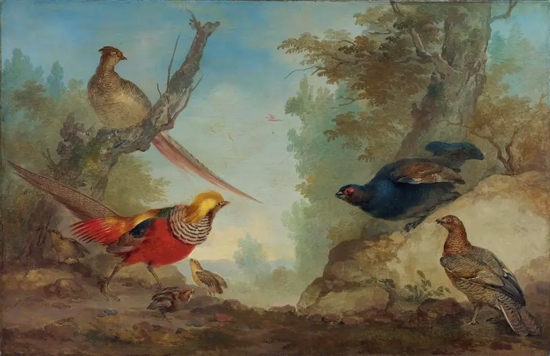 Pheasants av Aert Schouman