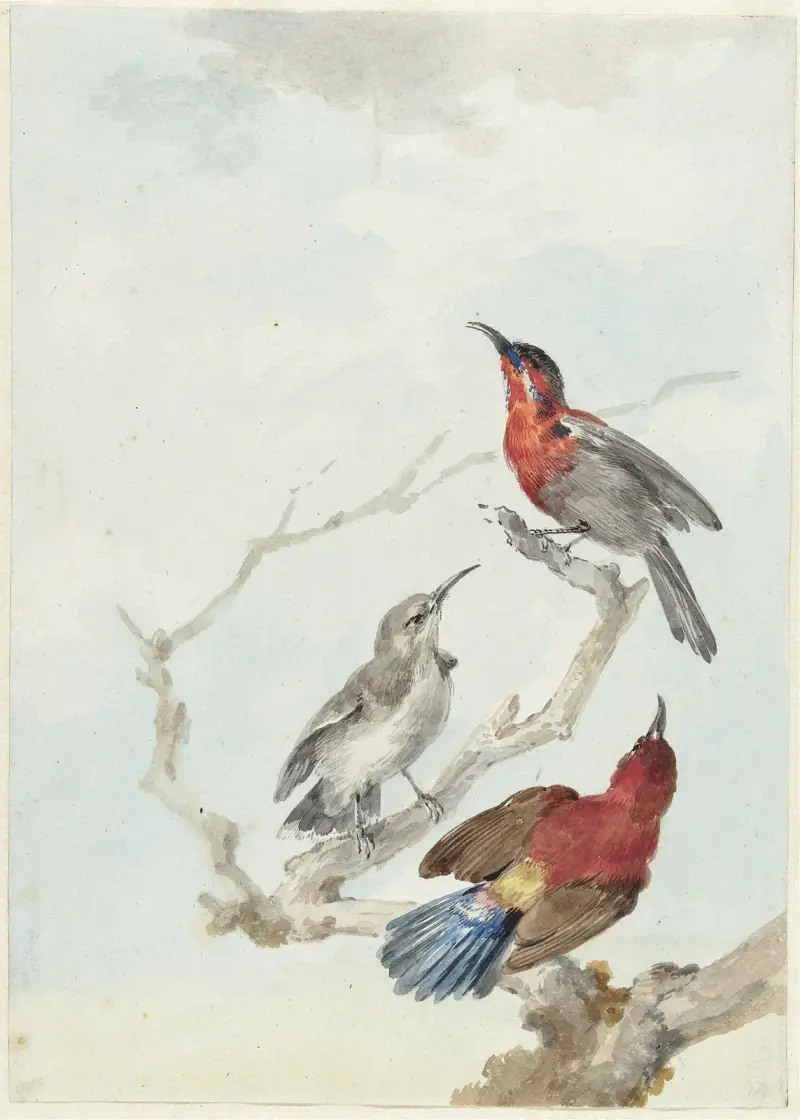 Drei karmesinrote Sonnenvögel von Aert Schouman
