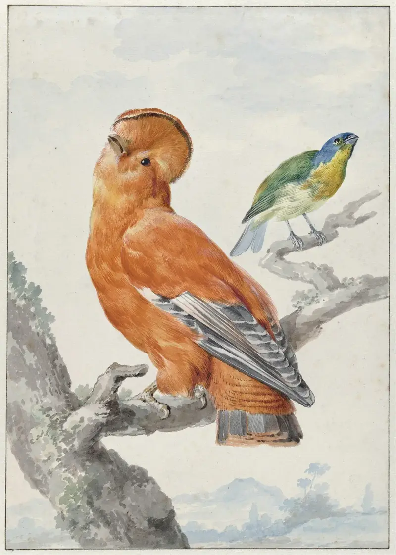 Zwei exotische Vögel von Aert Schouman