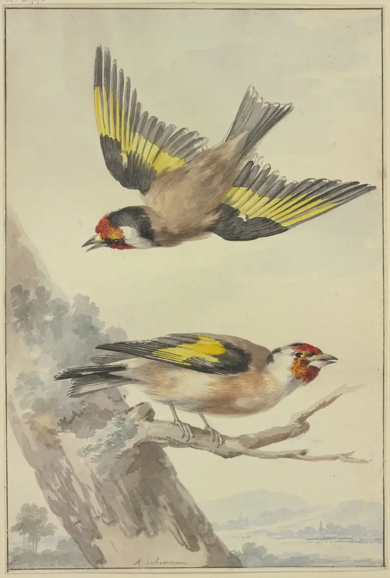 Zwei Stieglitze von Aert Schouman