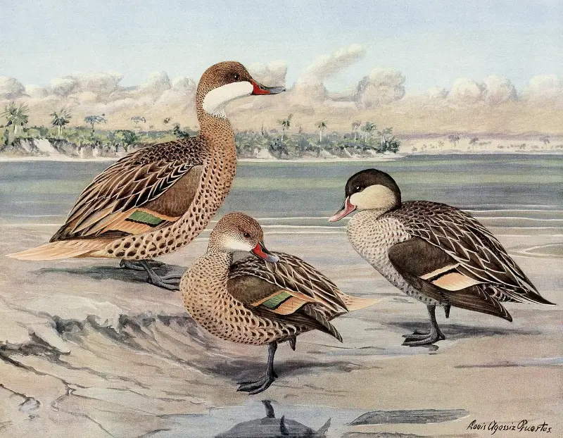 Bahama Duck, Galapagos Island Duck, African Red-Billed Duck av Louis Agassiz Fuertes