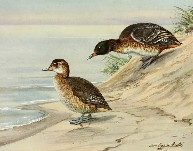 Schwarzhalstaucher von Louis Agassiz Fuertes