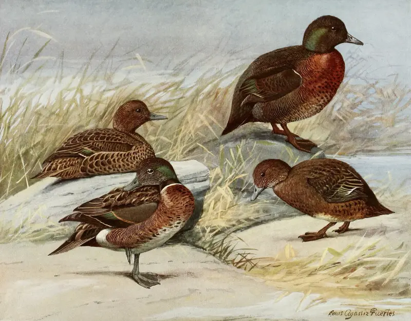 Kaczka brunatna, kaczka z wyspy Auckland, Louis Agassiz Fuertes