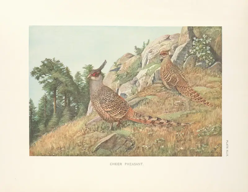 Cheer Pheasants (Catreus wallichii). av Louis Agassiz Fuertes