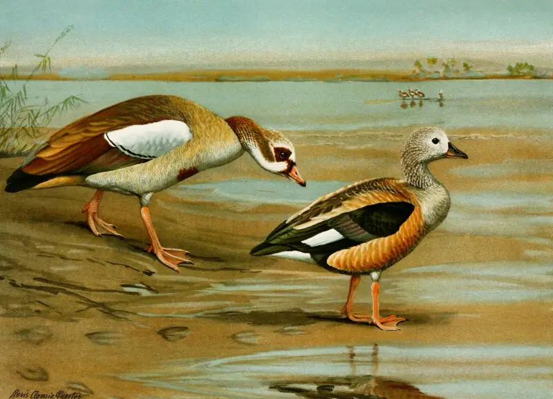 Nilgås, orinocogås av Louis Agassiz Fuertes