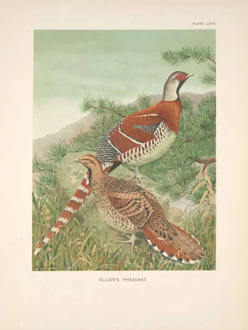 Elliotův bažant (Syrmaticus ellioti), 1918 – Nr. 2, Louis Agassiz Fuertes