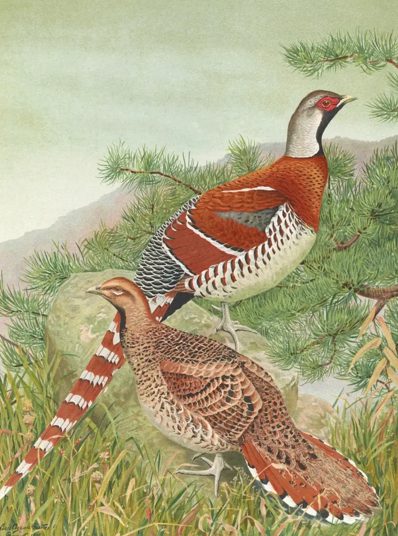 Elliot’s Pheasant, 1918 – nr 1 av Louis Agassiz Fuertes