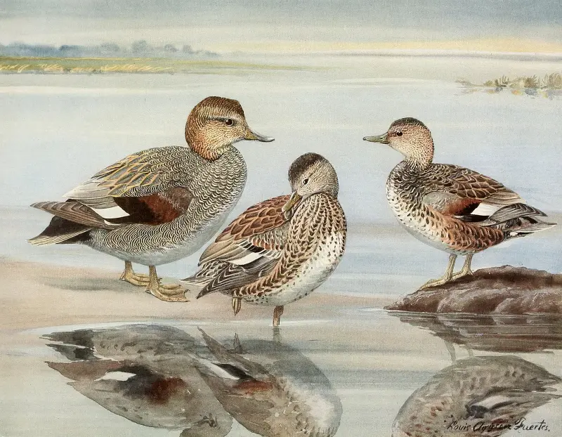 Snatterand, Coues snatterand av Louis Agassiz Fuertes
