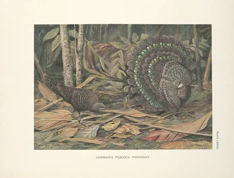 Germain’s Peacock Pheasant (Polyplectron bicalcaratum germaini)., 1918 – nr 2 av Louis Agassiz Fuertes