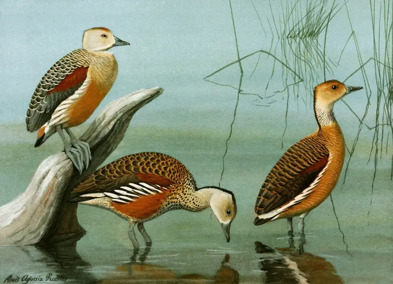 Zwergpfeifgans, Witwenpfeifgans, Gelbbrustpfeifgans von Louis Agassiz Fuertes