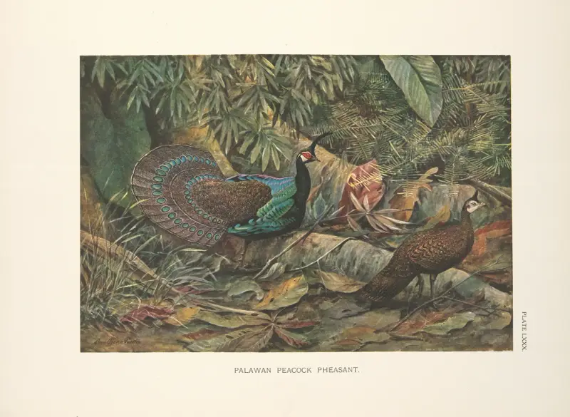 Palawan-Pfaufasan (Polyplectron napoleonis), 1918 – Nr. 2 von Louis Agassiz Fuertes