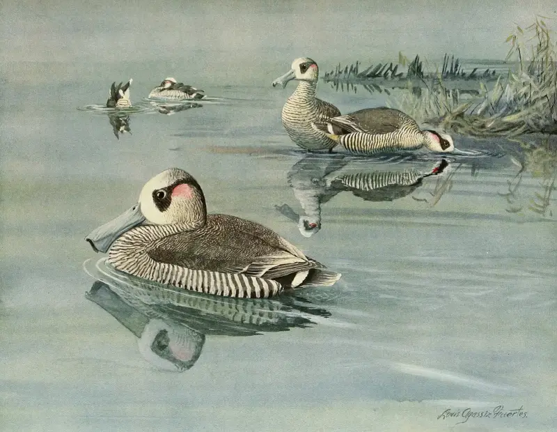 Pink-Eared Duck av Louis Agassiz Fuertes
