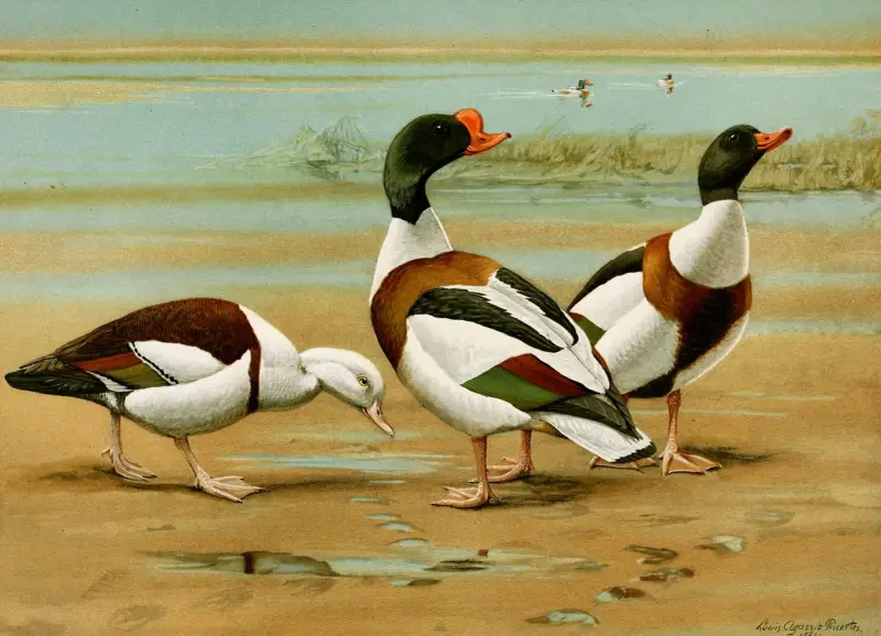 Radjahgans, Brandgans von Louis Agassiz Fuertes