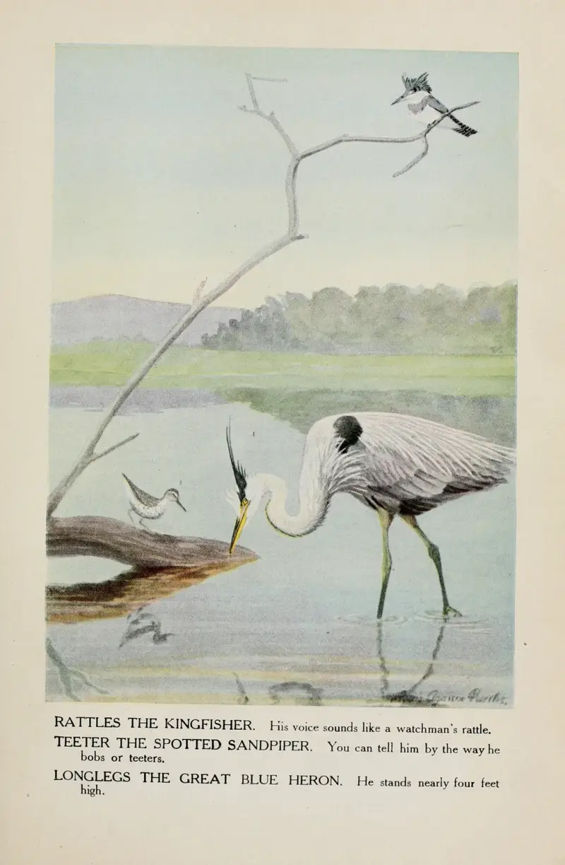 Kungsfiskaren Rattles, fläckstrandpiparen Teeter, den stora blåhägern Longlegs av Louis Agassiz Fuertes