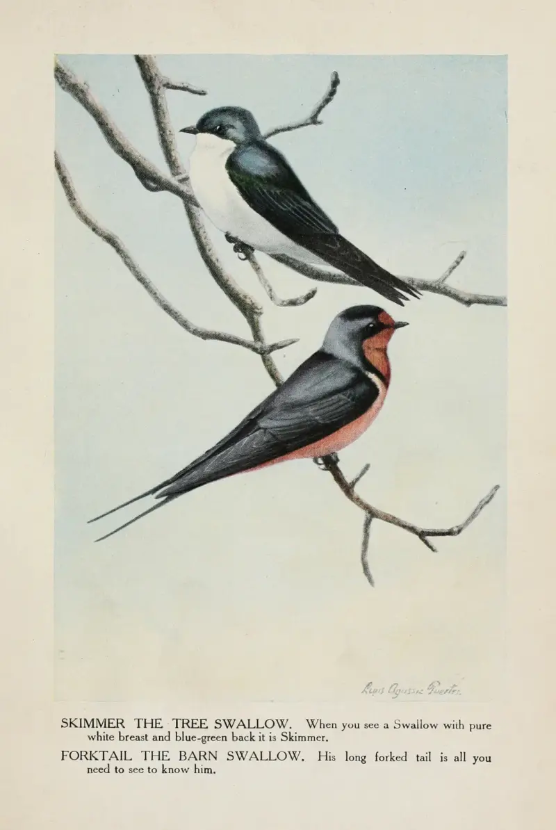 Trädsvalan Skimmer, ladusvalan Forktail av Louis Agassiz Fuertes