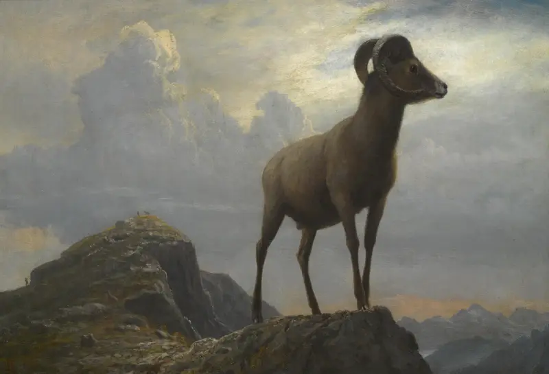 Studie av en bergsbagge av Albert Bierstadt