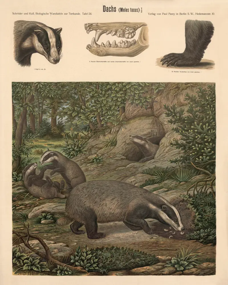 Badger (Meies taxus) av Albert Kull