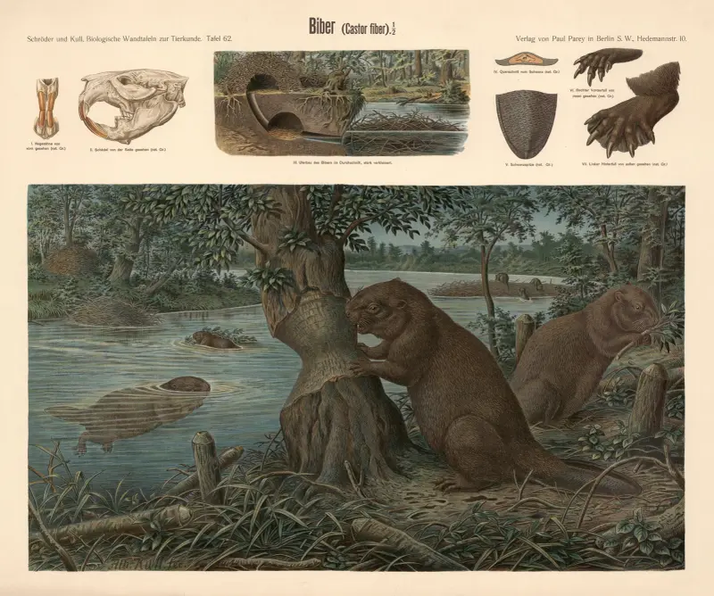 Beaver (Castor fiber) av Albert Kull
