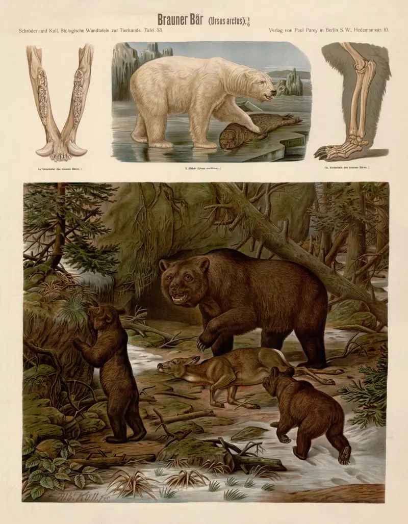 Braunbär (Ursus arctos) von Albert Kull