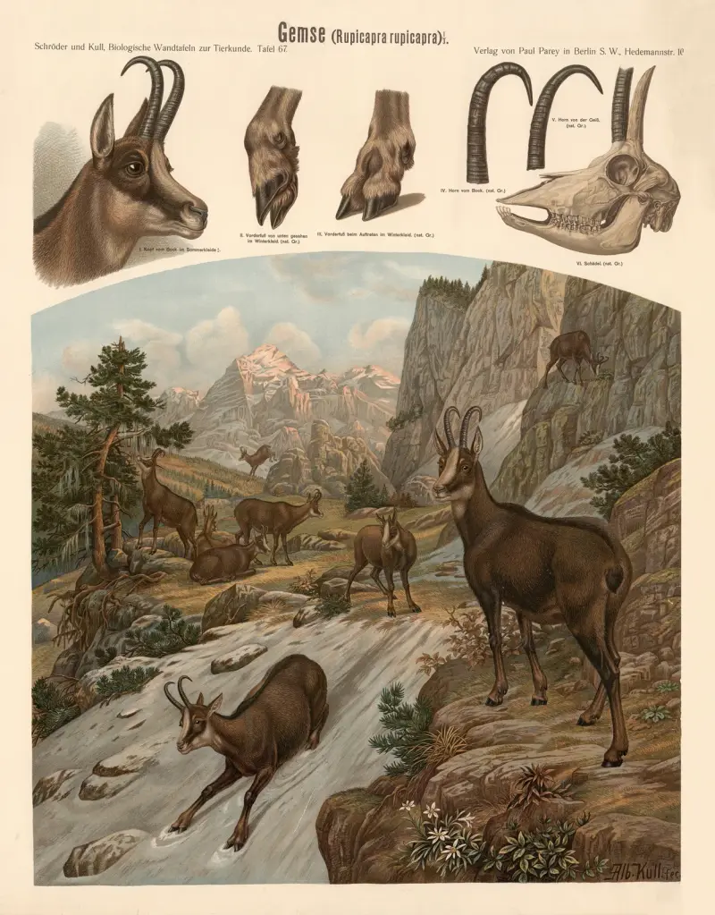 Chamois (Rupicapra rupicapra) av Albert Kull