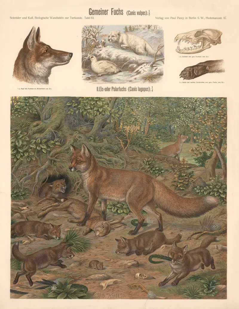Common fox (Canis vulpes) av Albert Kull