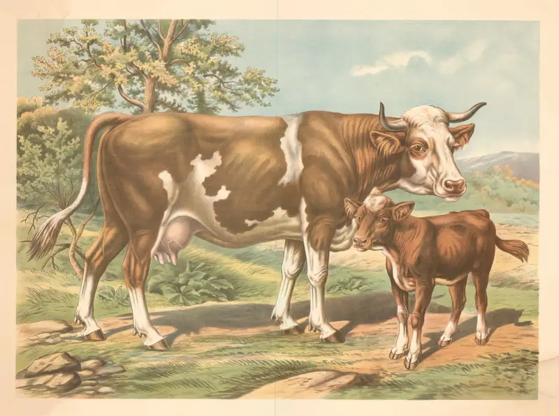 Cow av Albert Kull