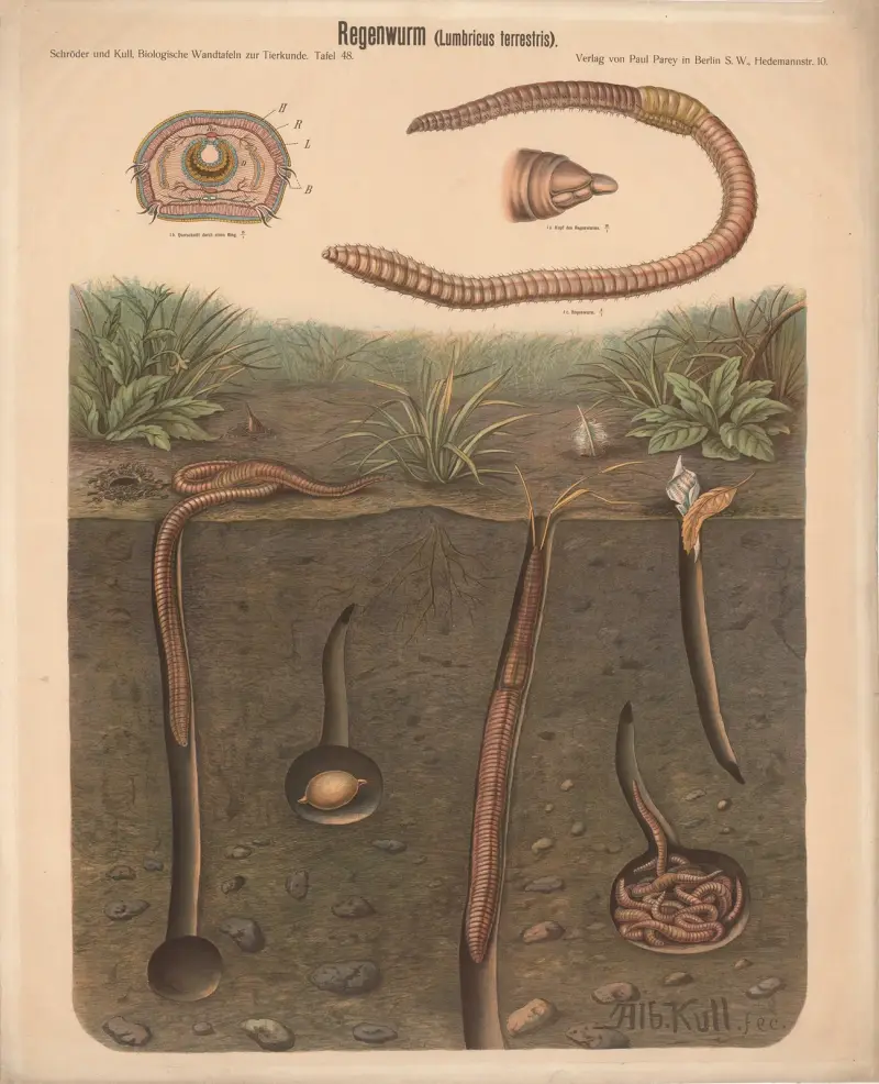 Earthworm (Lumbricus terrestris) av Albert Kull