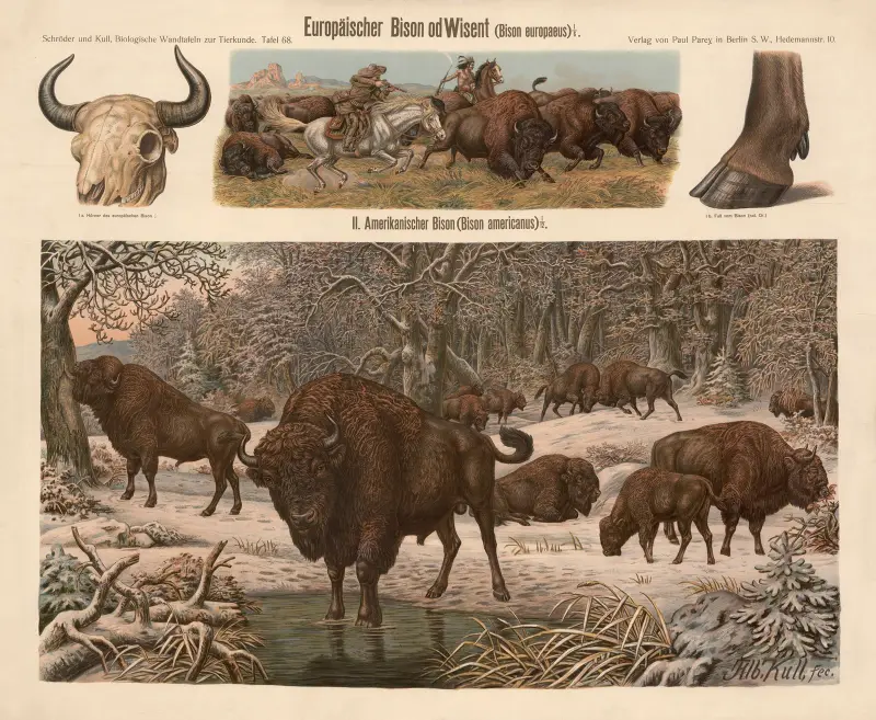 Europäischer Bison (Bison europaeus) von Albert Kull