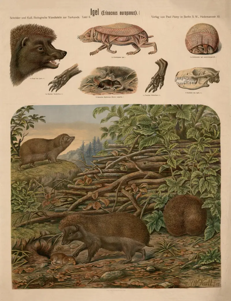 European hedgehog (Erinaceus europaeus) av Albert Kull