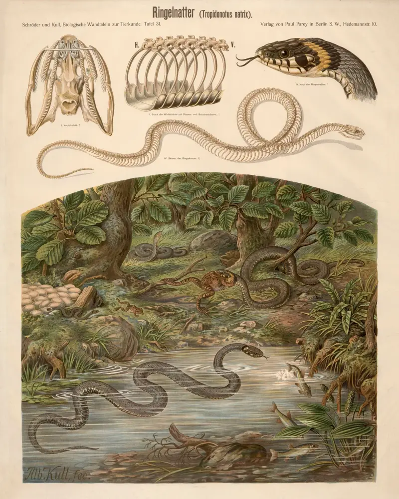 Grass snake (Tropidonotus natrix) av Albert Kull