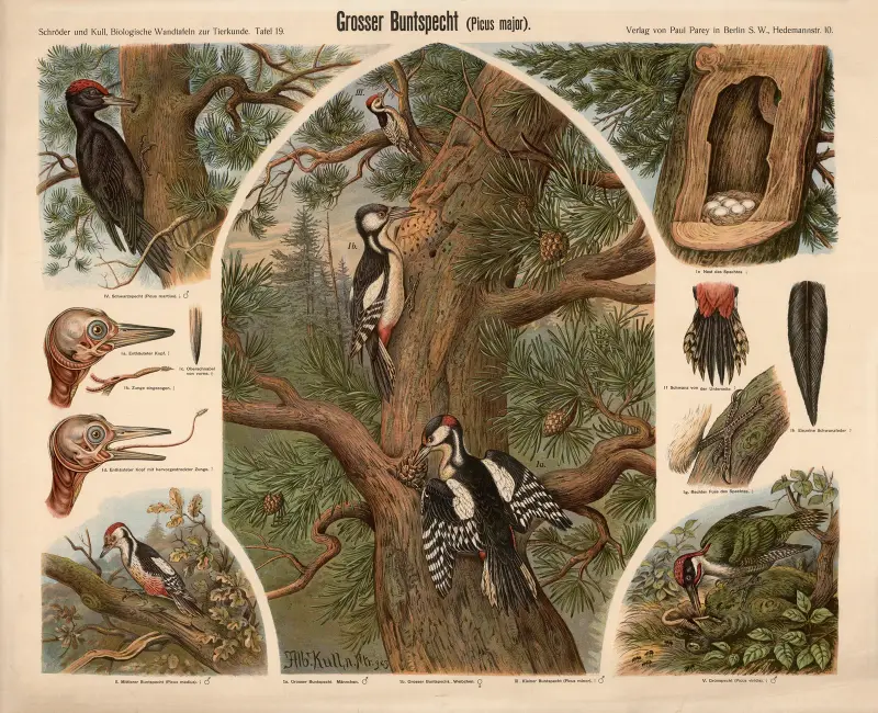 Great Spotted Woodpecker (Picus major) av Albert Kull