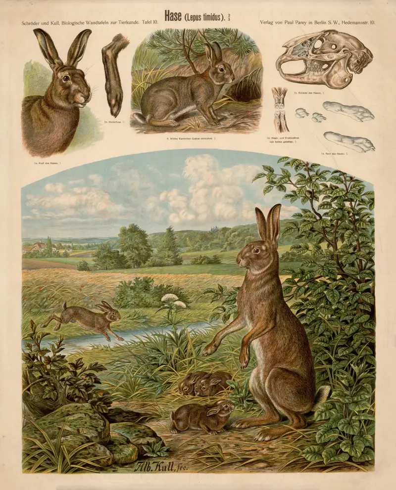 Hare (Lepus timidus) av Albert Kull