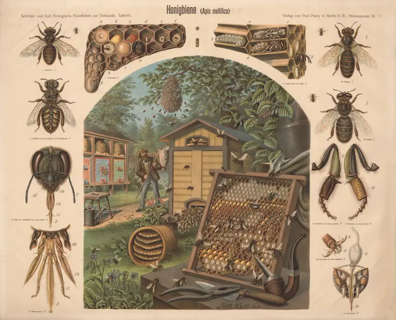 Včela medonosná (Apis mellifica), Albert Kull