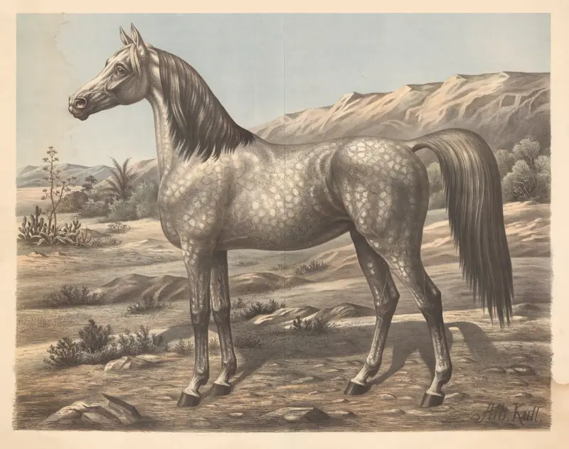 Pferd (arabisch), 1900 von Albert Kull