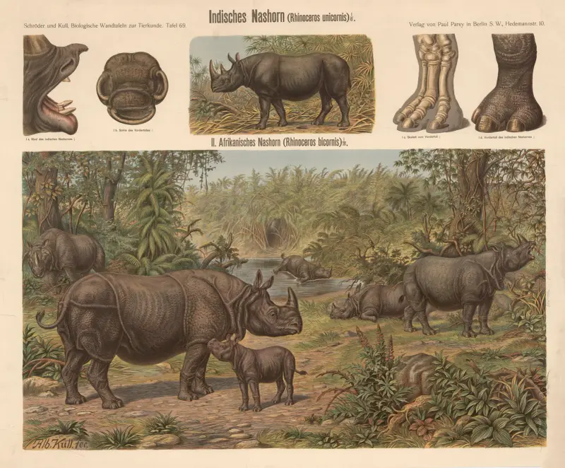 Indisches Nashorn (Rhinoceros unicornis) von Albert Kull