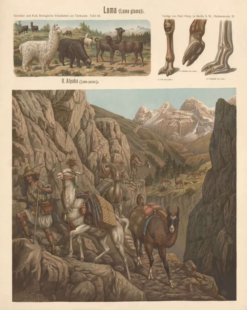 Llama (Lama glama) av Albert Kull