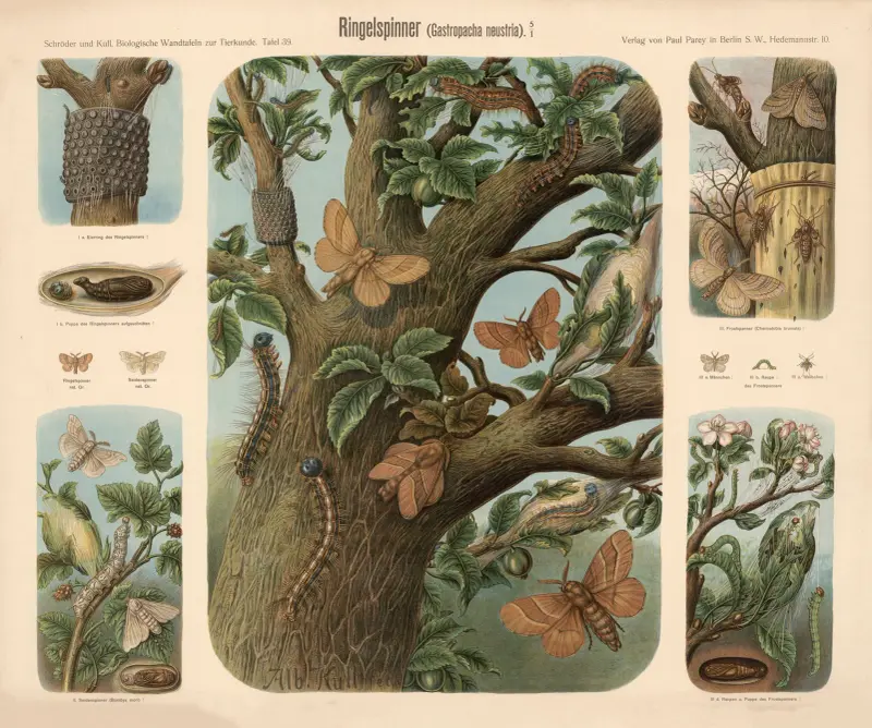 Moths (Gastropacha neustria) av Albert Kull