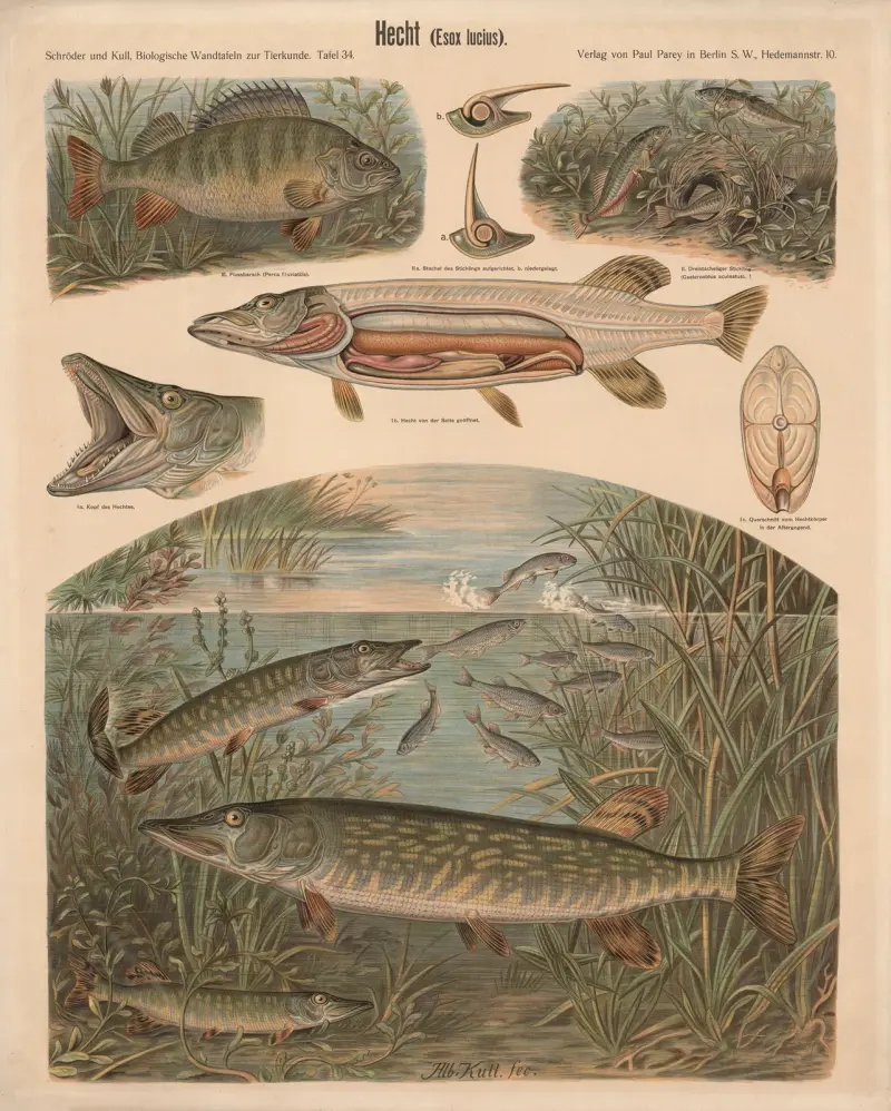Pike (Esox lucius) av Albert Kull