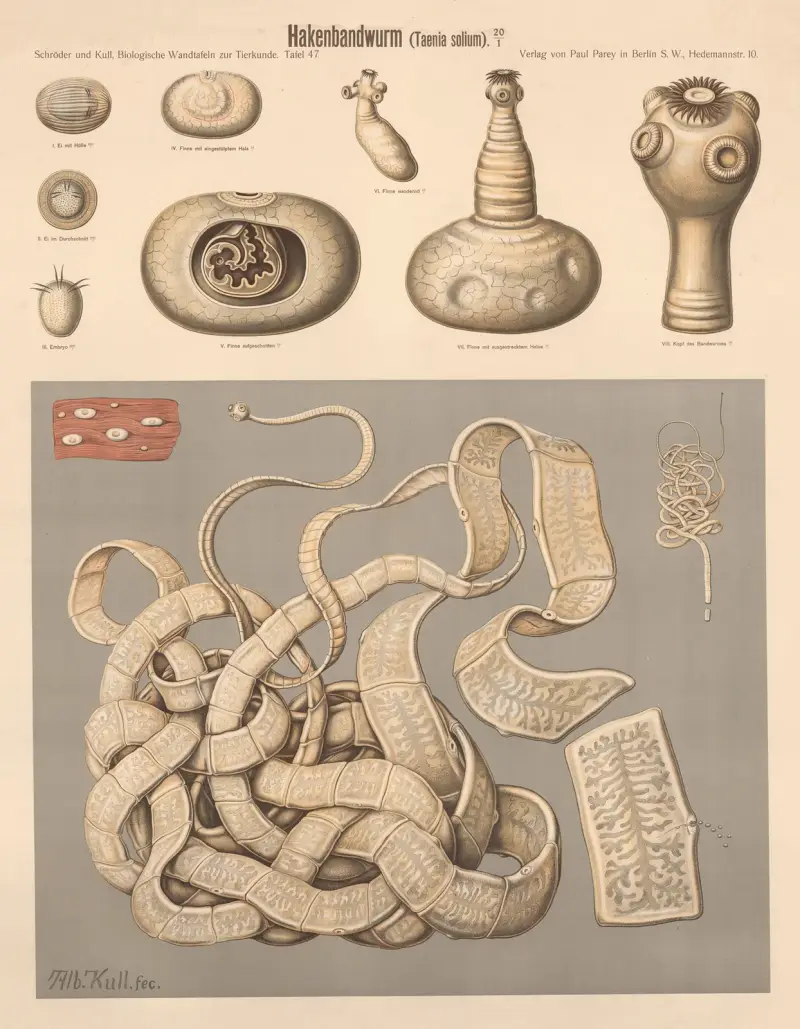 Tasiemiec uzbrojony (Taenia solium), Albert Kull