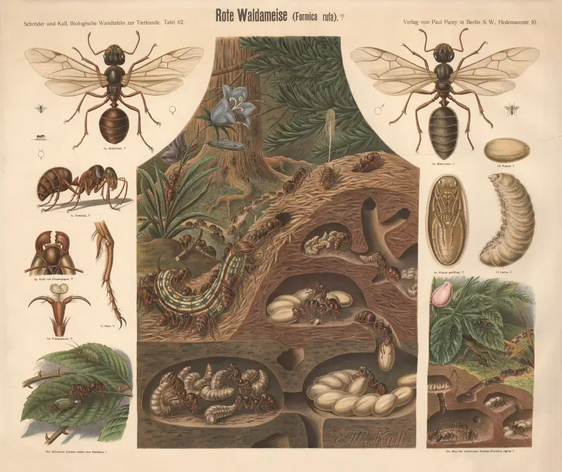 Rote Waldameise (Formica rufa) von Albert Kull