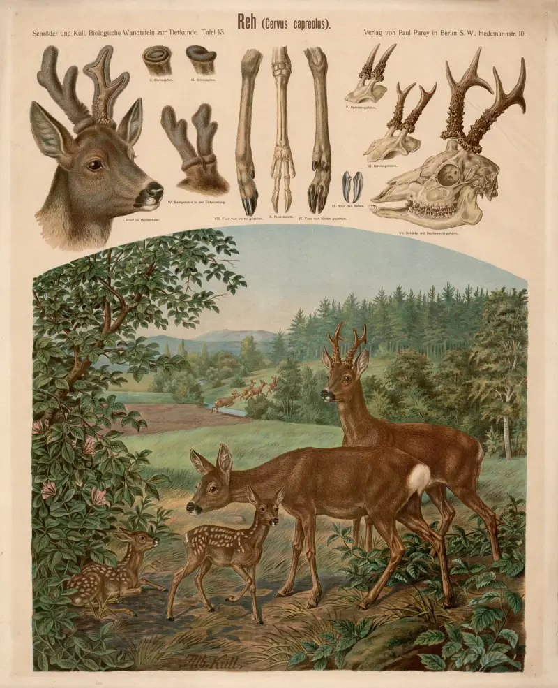 Reh (Cervus capreolus) von Albert Kull