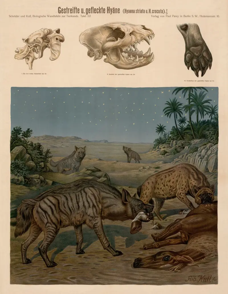 Striped and Spotted hyena (Hyaena striata and Hyena crocuta) av Albert Kull
