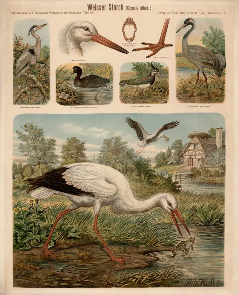 White Stork (Ciconia alba) av Albert Kull