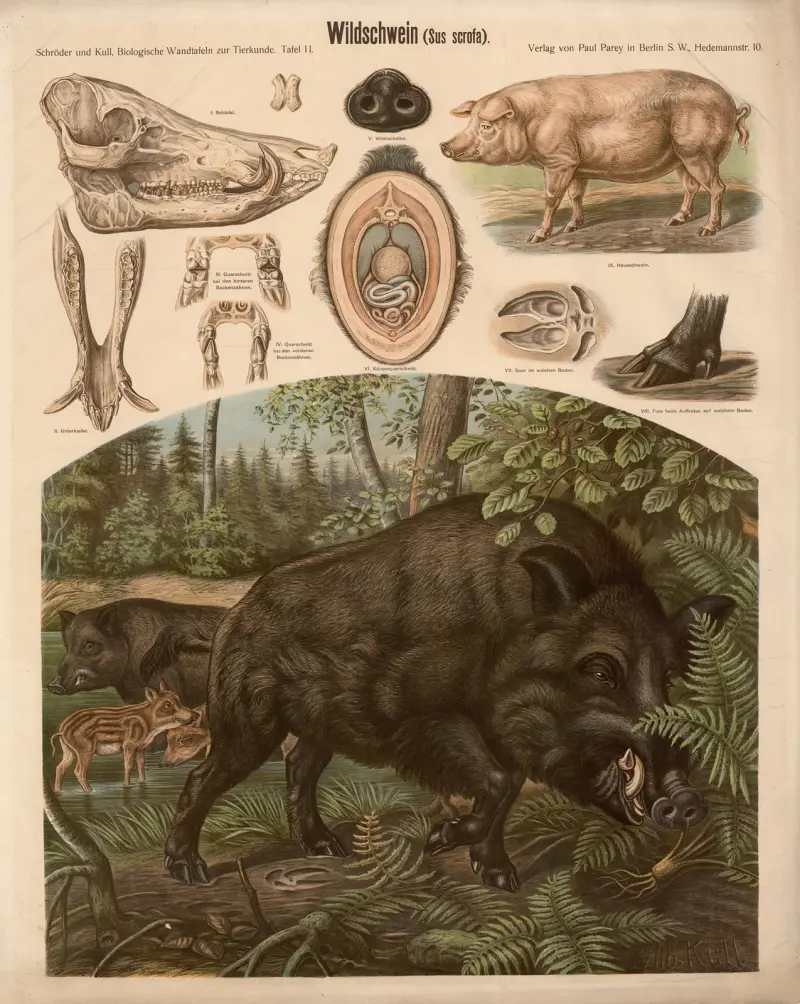 Dzik (Sus scrofa), Albert Kull