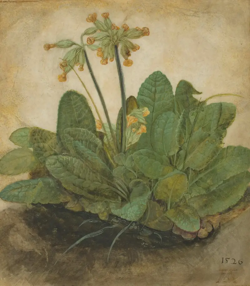 Trsť gullvivor, Albrecht Dürer