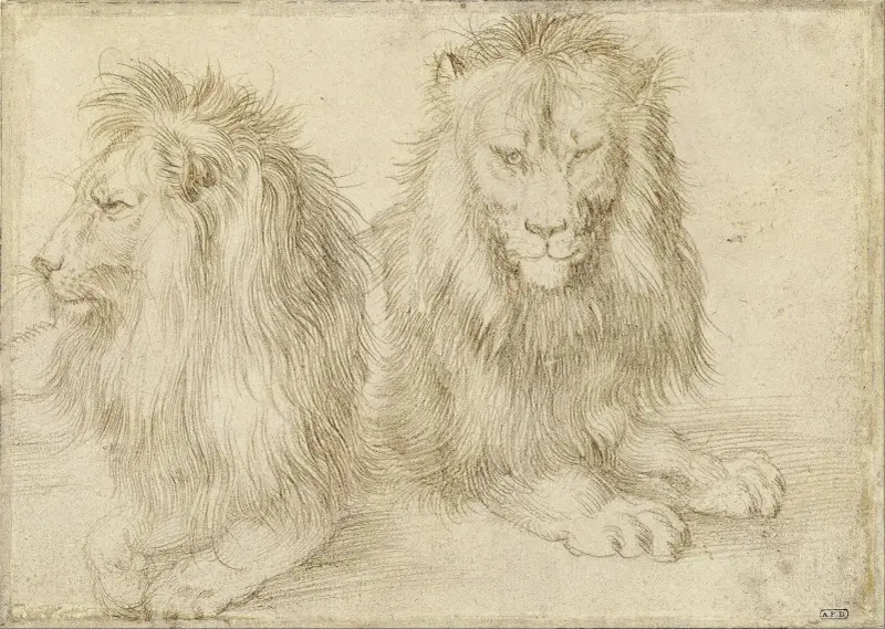 Two seated lion av Albrecht Dürer